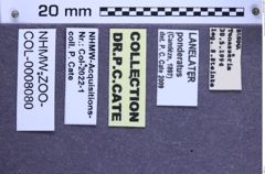 Etikette zu Lanelater ponderatus (Candèze, 1897) (NHMW-ZOO-COL-0008080)